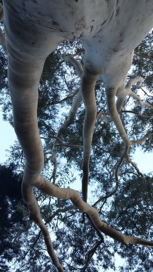 tree  nature  outdoors