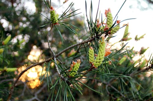 tree  nature  plant