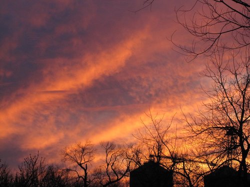 tree  sunset  dawn