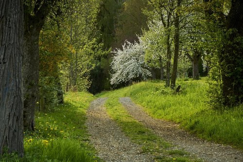 tree  landscape  nature