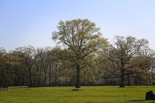 tree  nature  landscape