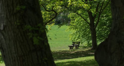 tree  park bench  shadow