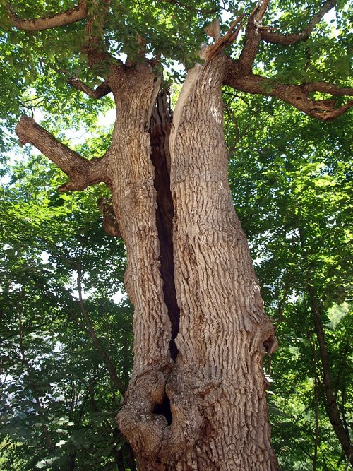 tree  tree trunk  nature