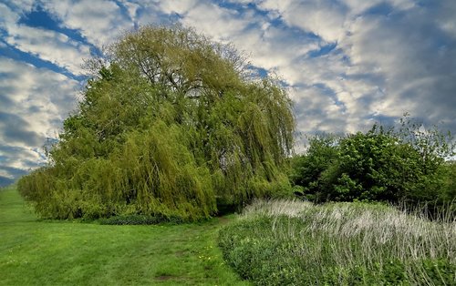 tree  willow tree  nature