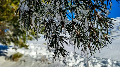 tree  nature  outdoors