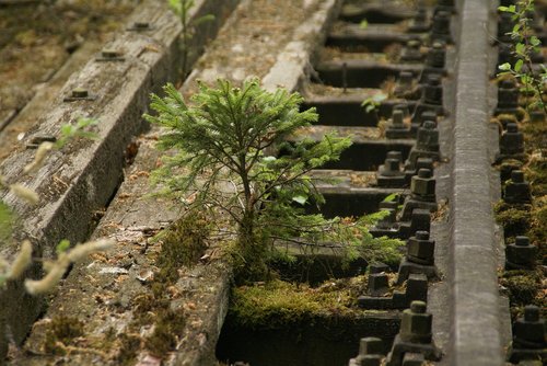 tree  rail  moss