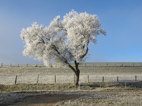 tree  nature  landscape