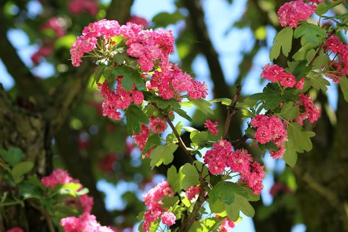 tree  crataegus  flowering