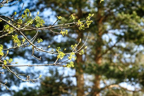 tree  nature  leaf