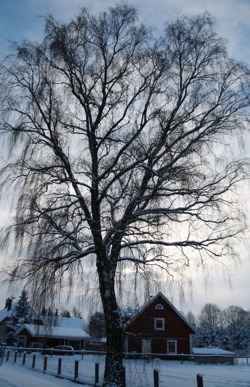 tree light winter