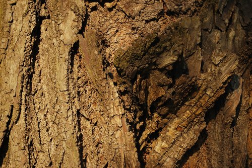 tree  the bark  the bark of the tree