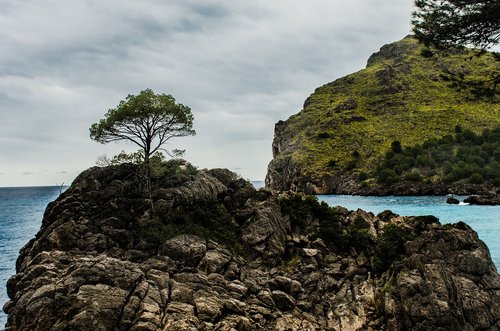 tree  island  mallorca