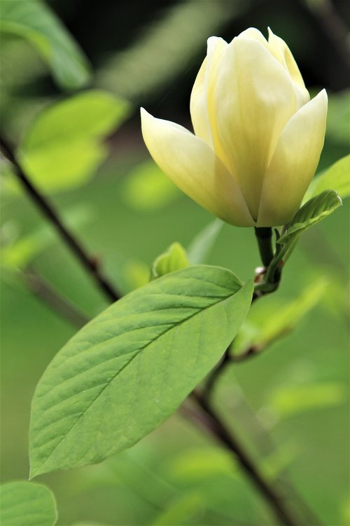 tree  flower  bloom