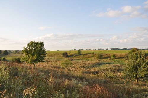 tree  grass