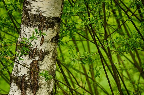 tree  wood  birch