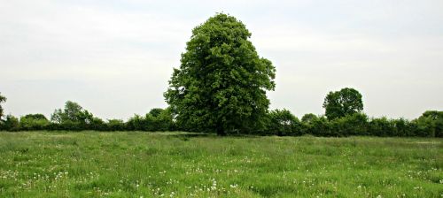 tree meadow landscape