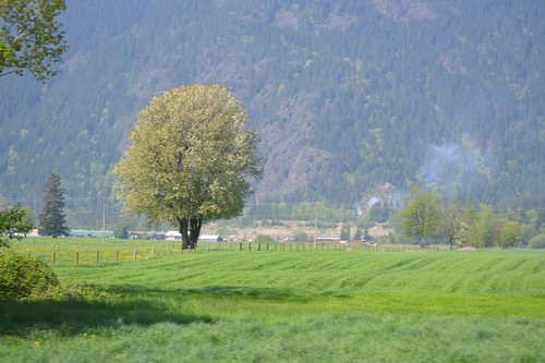 tree  field  spring