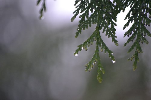 tree  rain  dripping