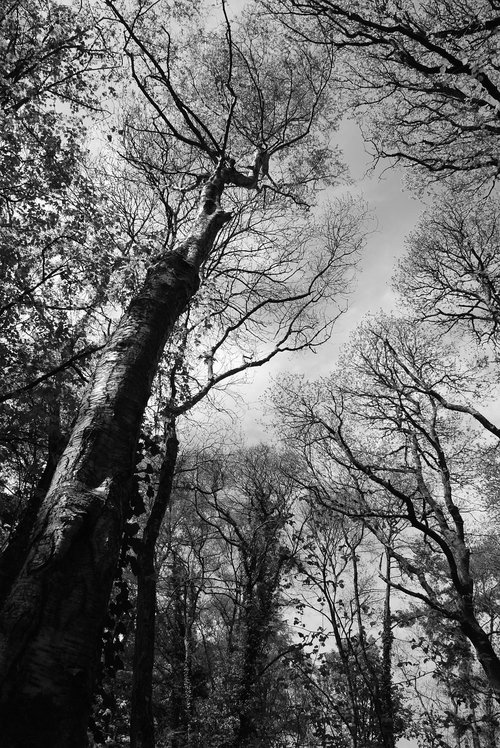 tree  canopy  woodland