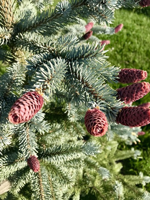 tree  cones  conifer