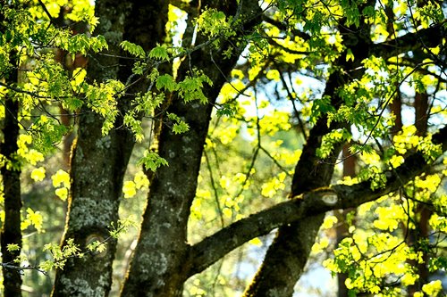 tree  leaf  wood