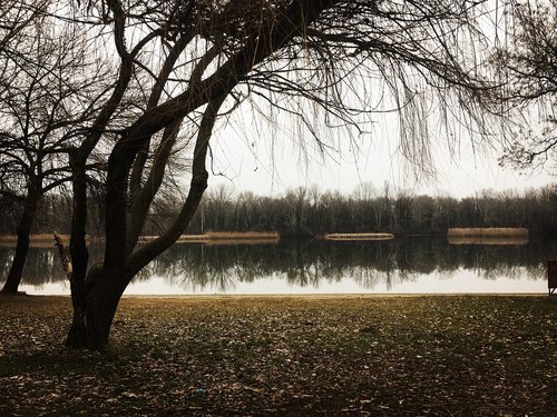 tree  wood  nature