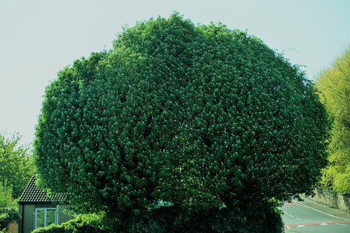 tree  leaves  summer