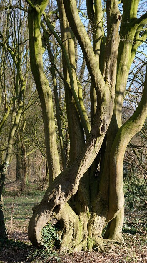 tree  tree roots