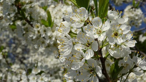 tree  white  flower