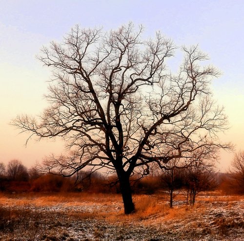 tree  autumn  rust