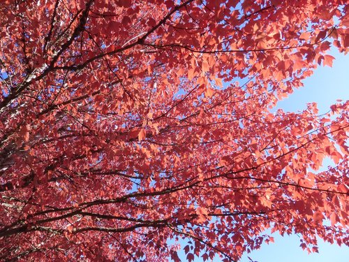 tree  leaves  red