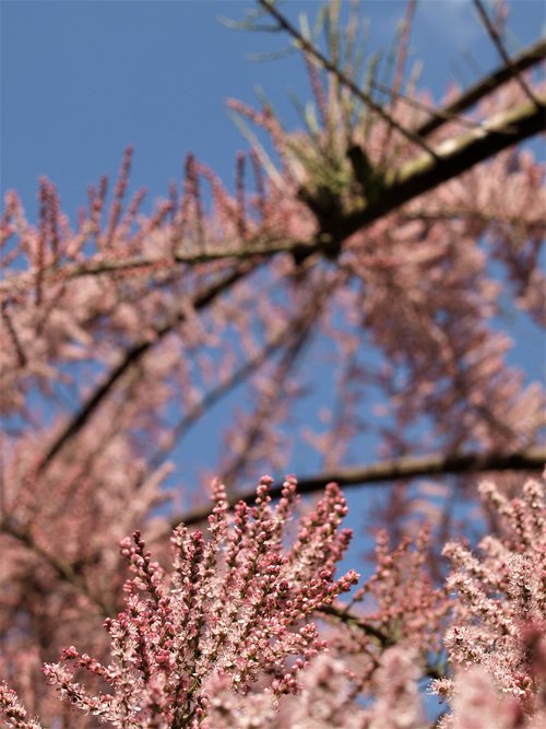 tree  blossom  spirea