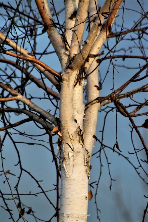 tree  birch  branches
