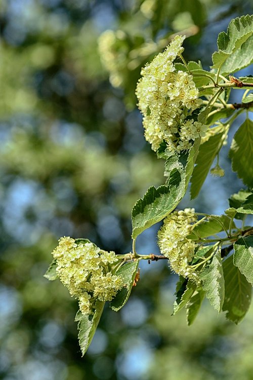 tree  nature  wood