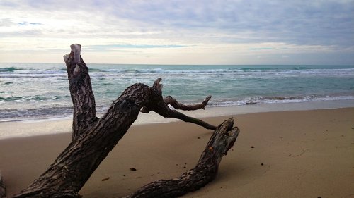 tree  beach  sea