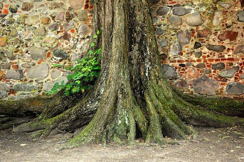 tree  log  root