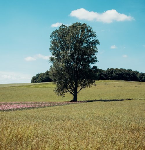 tree  nature  poppy