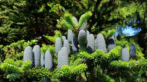 tree  nature  pine