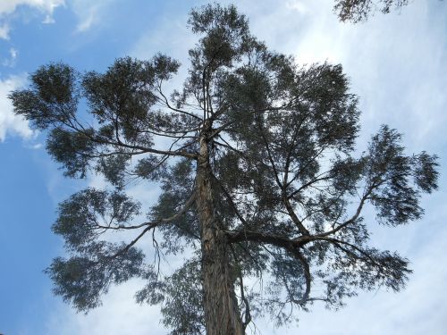 tree sky clouds