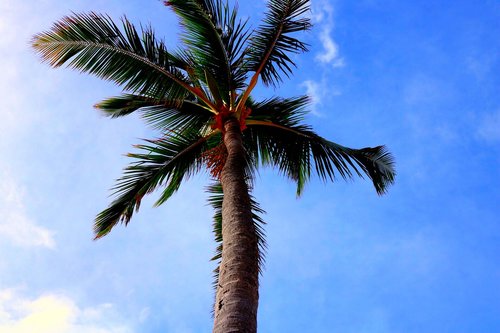 tree  palm tree  florida