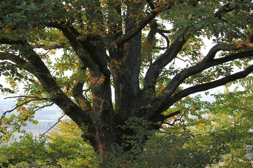 tree  nature  big tree