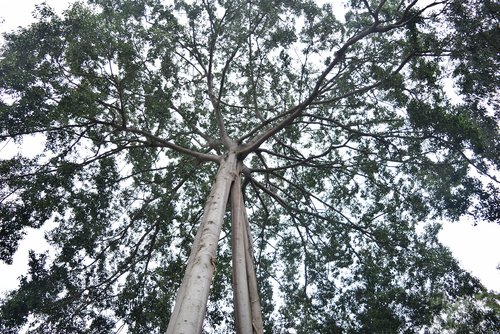 tree  green tree  green