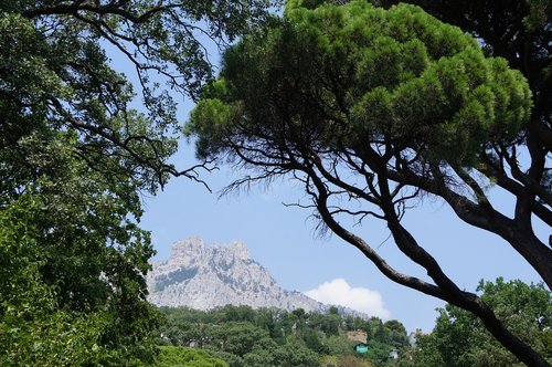 tree  mountain  crimea