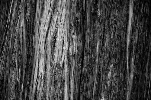 tree  trunk  bark