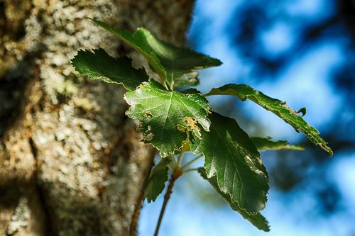 tree  sky  leaf