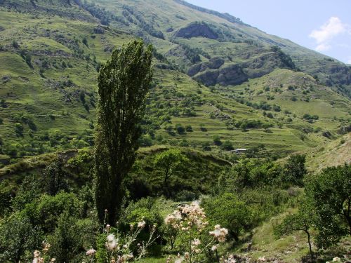 tree green landscape