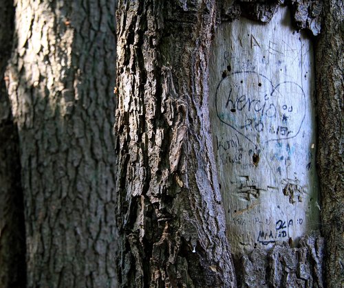 tree  nature  the bark