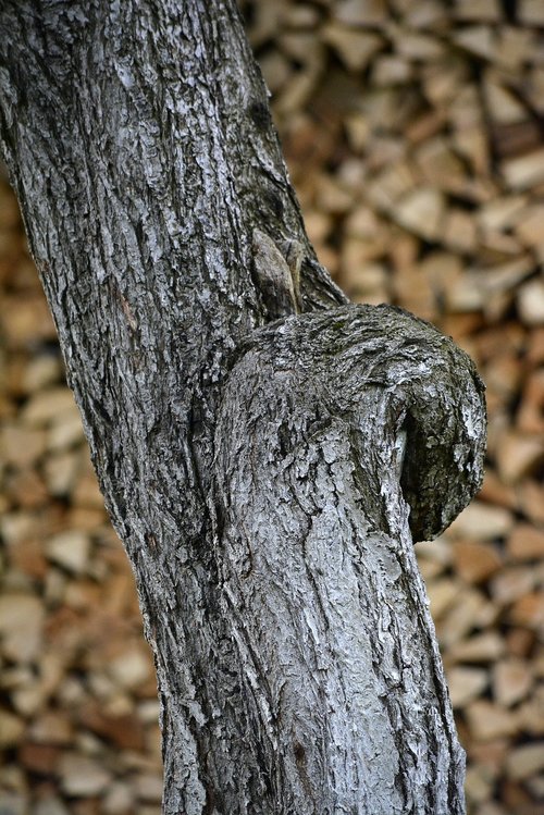 tree  core  texture