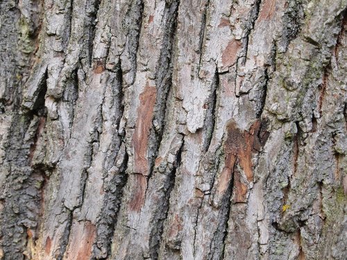 tree  bark  pattern