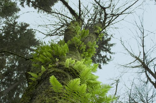 tree  ferns  nature